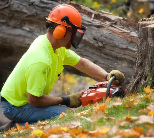 tree services Dansville